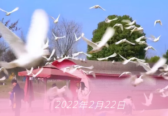 本世纪最「2」的一天，宜相爱