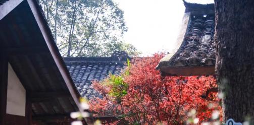 去安仁 感受春日美好