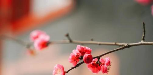 惊蛰至，看「安仁万物·生长说」