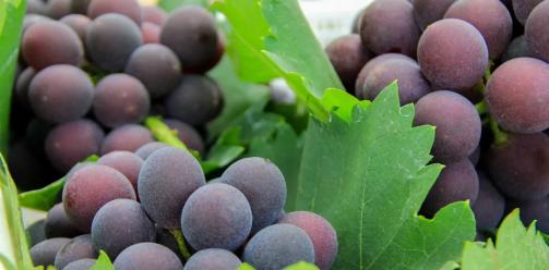 安仁葡萄成熟啦！吃安仁葡萄，逛5A级景区，这样的夏天巴适