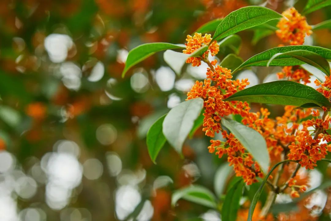 拥秋入怀 芬芳入梦丨安仁公馆邀您赏桂