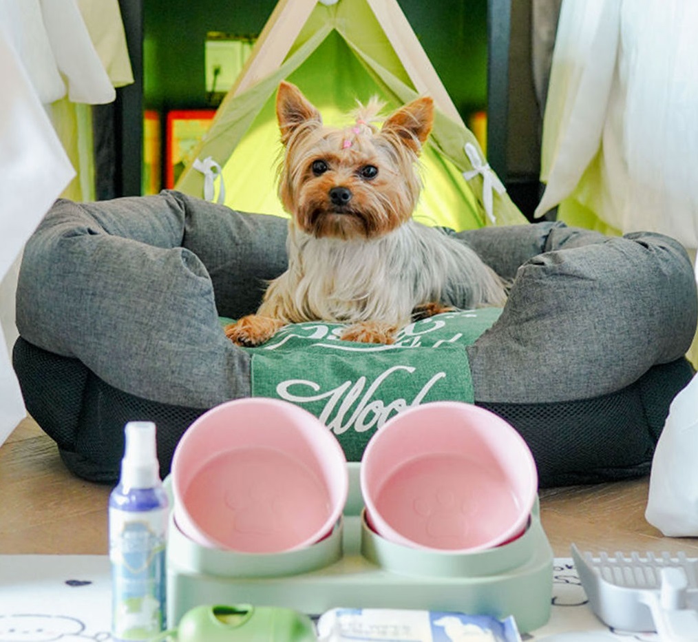 沉浸式入住宠物主题房