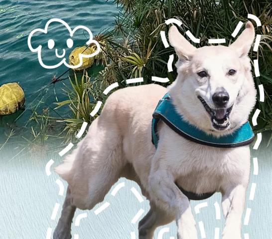 毛孩子安仁夏日玩水攻略