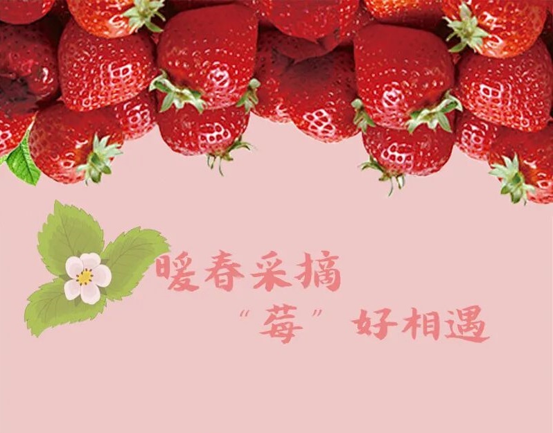 暖春采摘 “莓”好相遇