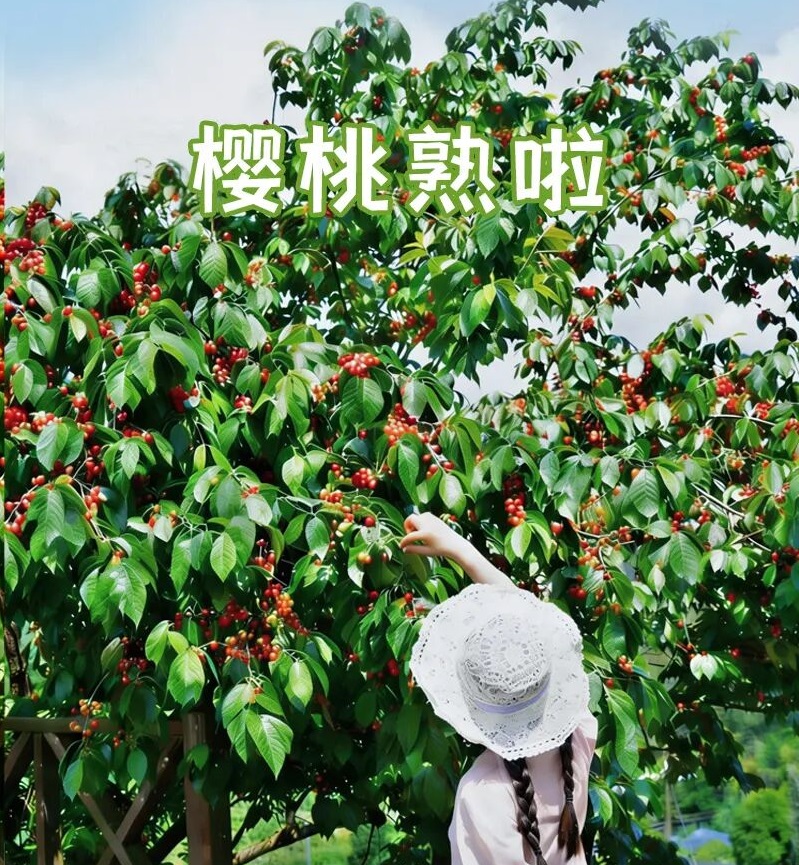 樱有尽有 趣味采摘