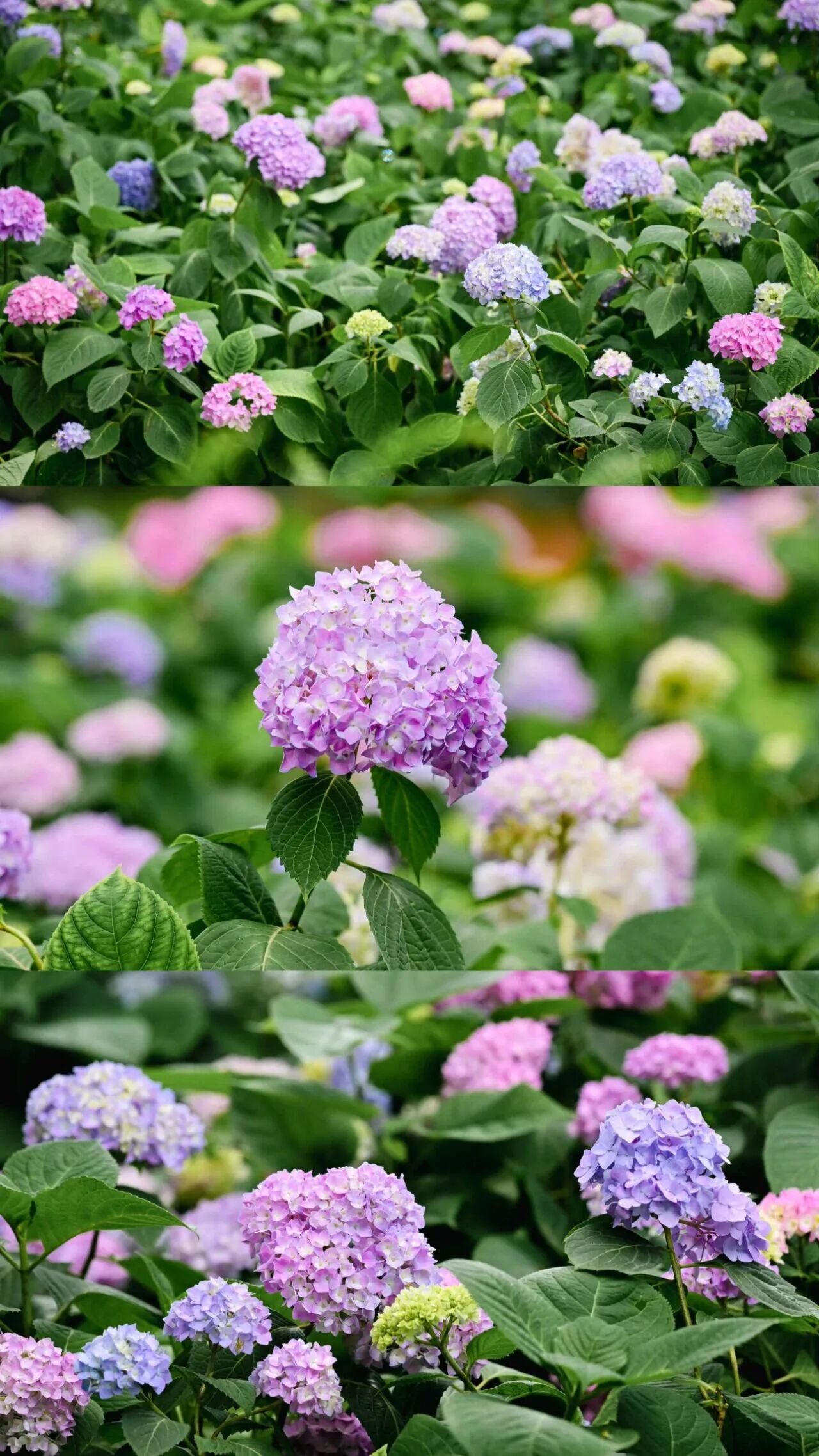 安仁古镇｜公馆花园绣球花已上线～